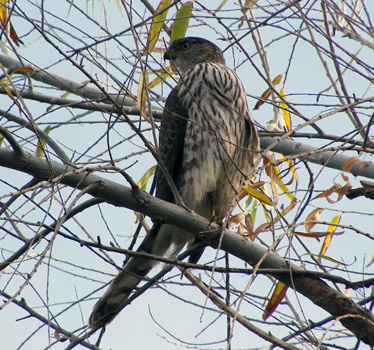 Cooper's Hawk juvenile 1_11_2012
